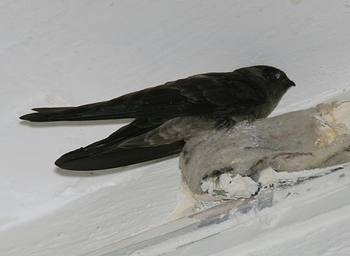 edible nest 1