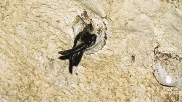 edible nest