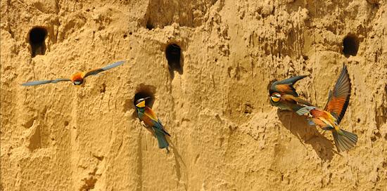 european bee eater 1