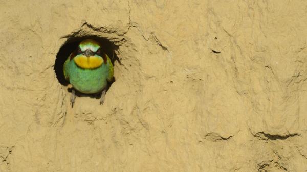 european bee eater