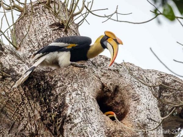 great horlbill nesting 1