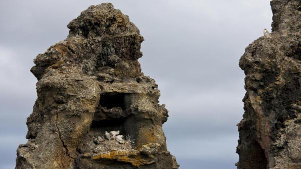 gyrfalcons nest