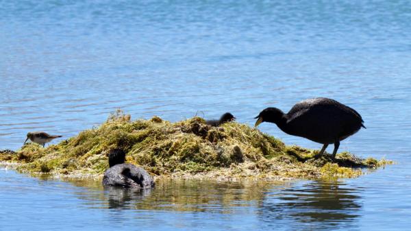 horned coot nest