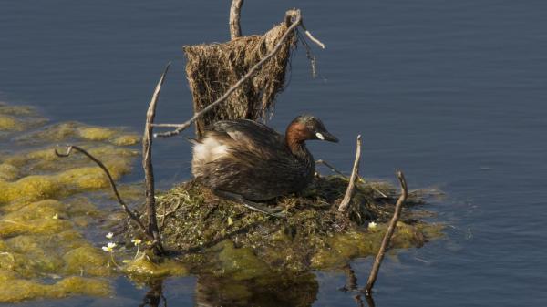little grebe nest