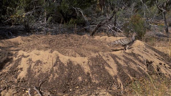 malleefowl nest