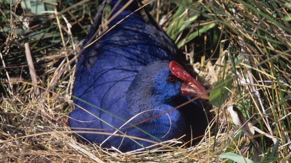 purple moorhen nest
