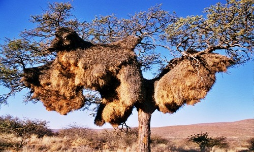 sociable weaver nest 1