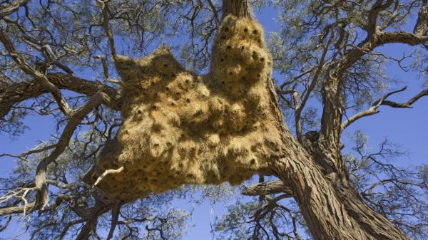 sociable weaver nest