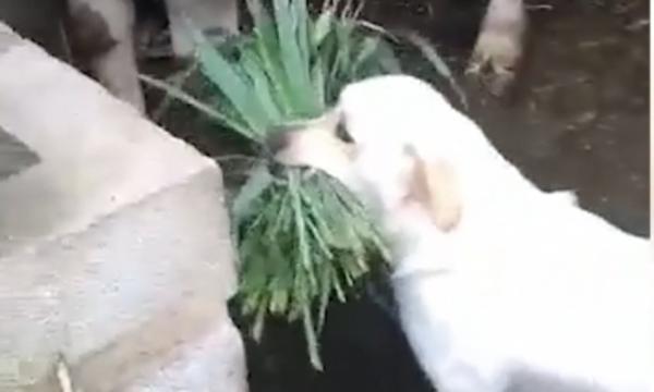 Vừa buồn cười vừa cảm động hình ảnh chú chó tha cỏ cho trâu ăn Vừa buồn cười vừa cảm động hình ảnh chú chó tha cỏ cho trâu ăn