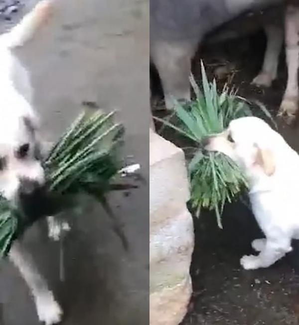 Vừa buồn cười vừa cảm động hình ảnh chú chó tha cỏ cho trâu ăn Vừa buồn cười vừa cảm động hình ảnh chú chó tha cỏ cho trâu ăn