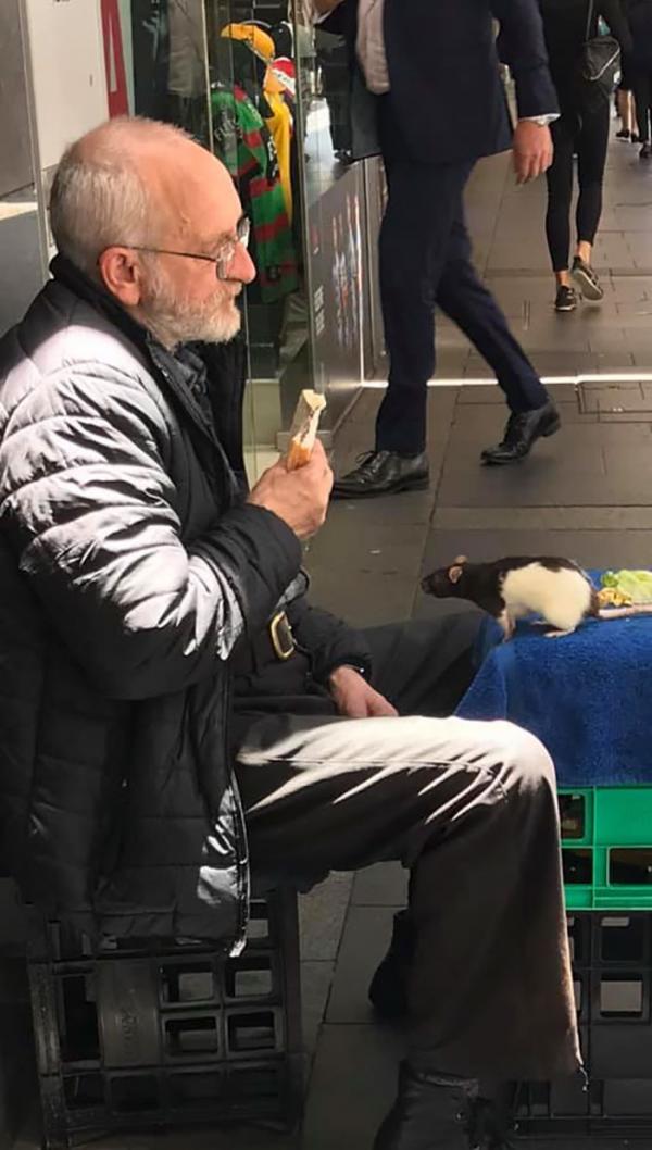 homeless man chris pet rat stolen sydney 6 5caf453297d16 700