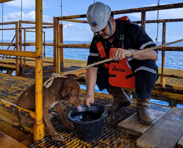 Giàn khoan giữa biển khơi mênh mông, bỗng bắt gặp một chú chó bơi lạc Giàn khoan giữa biển khơi mênh mông, bỗng bắt gặp một chú chó bơi lạc