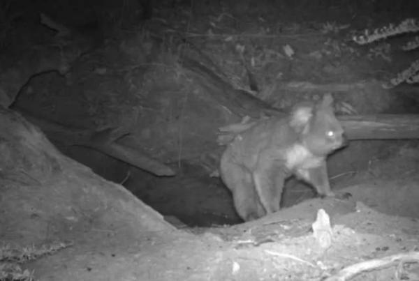 Chuyện hú hồn nước Úc: Camera ẩn phát hiện 3 loài động vật khác nhau chui ra từ cùng một... cái tổ Chuyện hú hồn nước Úc: Camera ẩn phát hiện 3 loài động vật khác nhau chui ra từ cùng một... cái tổ