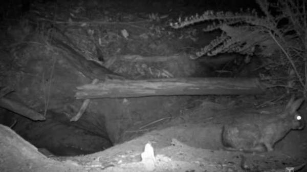 Chuyện hú hồn nước Úc: Camera ẩn phát hiện 3 loài động vật khác nhau chui ra từ cùng một... cái tổ Chuyện hú hồn nước Úc: Camera ẩn phát hiện 3 loài động vật khác nhau chui ra từ cùng một... cái tổ