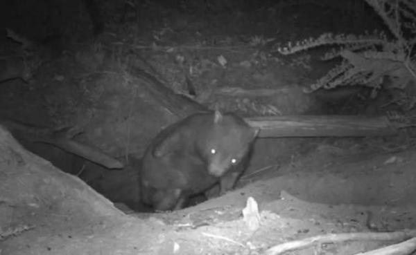 Chuyện hú hồn nước Úc: Camera ẩn phát hiện 3 loài động vật khác nhau chui ra từ cùng một... cái tổ Chuyện hú hồn nước Úc: Camera ẩn phát hiện 3 loài động vật khác nhau chui ra từ cùng một... cái tổ