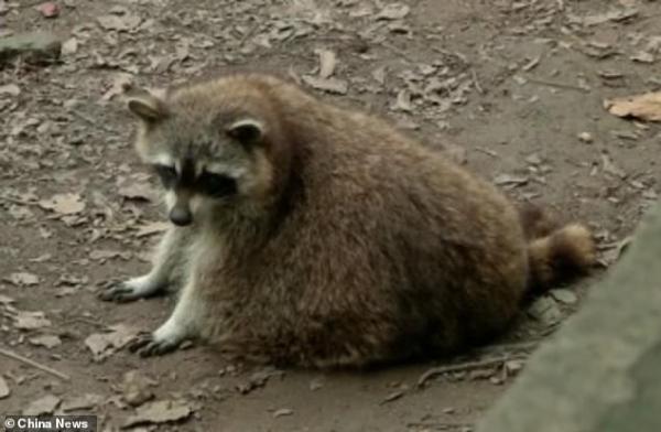 13192608 7001159 staff members of guangzhou zoo became concerned for the health o a 14 1557225979684
