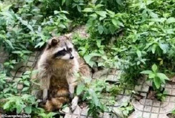 13192634 7001159 being overweight could cause various health problems for a racco a 35 1557226309263