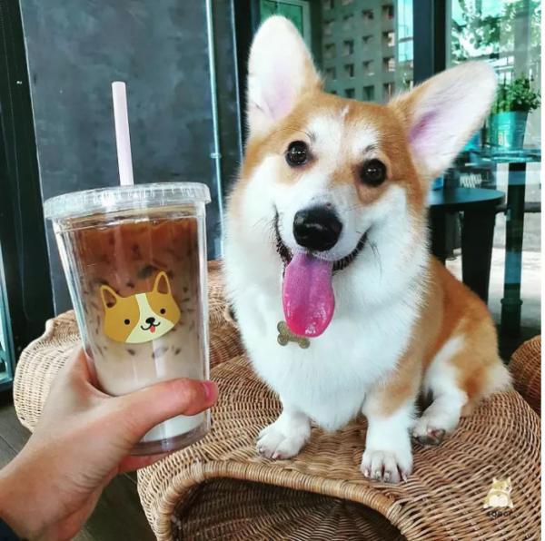 Khám phá quán cà phê chó Corgi có một không hai ở Thái Lan Khám phá quán cà phê chó Corgi có một không hai ở Thái Lan