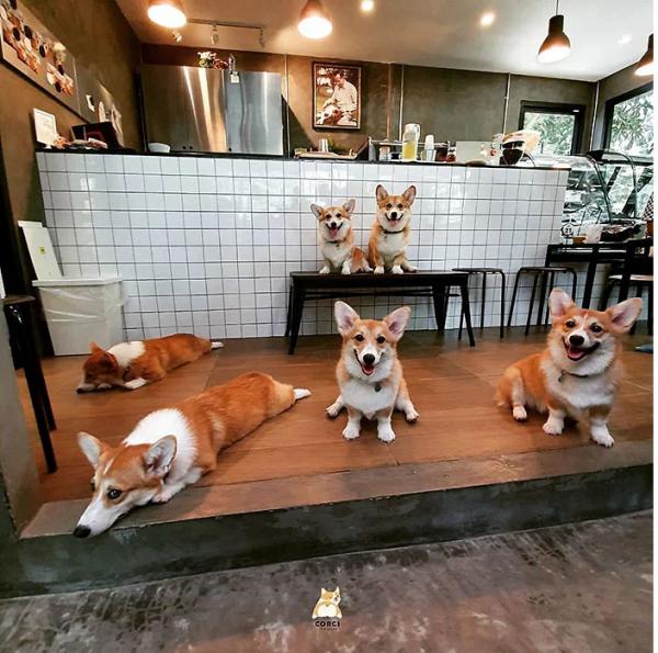 Khám phá quán cà phê chó Corgi có một không hai ở Thái Lan Khám phá quán cà phê chó Corgi có một không hai ở Thái Lan