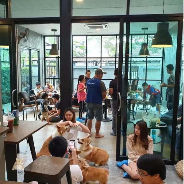 Khám phá quán cà phê chó Corgi có một không hai ở Thái Lan Khám phá quán cà phê chó Corgi có một không hai ở Thái Lan