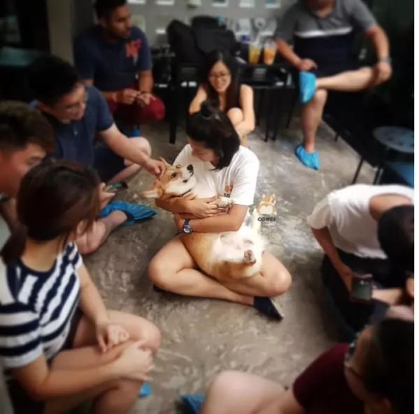 Khám phá quán cà phê chó Corgi có một không hai ở Thái Lan Khám phá quán cà phê chó Corgi có một không hai ở Thái Lan