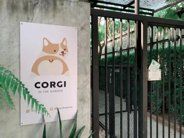 Khám phá quán cà phê chó Corgi có một không hai ở Thái Lan Khám phá quán cà phê chó Corgi có một không hai ở Thái Lan