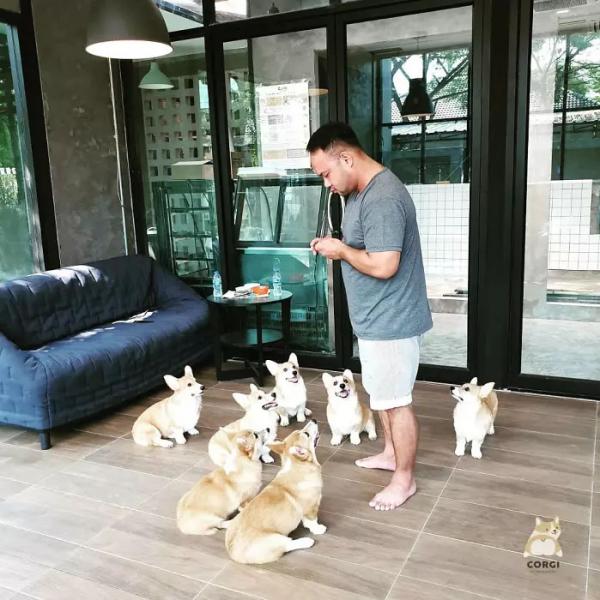 Khám phá quán cà phê chó Corgi có một không hai ở Thái Lan Khám phá quán cà phê chó Corgi có một không hai ở Thái Lan