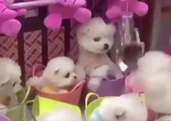 Khu vui chơi gây tranh cãi khi nhốt chó thật trong hộp, dùng nó làm phần thưởng trò máy gắp thú Khu vui chơi gây tranh cãi khi nhốt chó thật trong hộp, dùng nó làm phần thưởng trò máy gắp thú