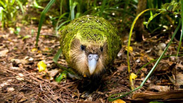 Vẹt Kakapo cực kỳ quý hiếm trở thành chú chim được phẫu thuật não đầu tiên trên thế giới Vẹt Kakapo cực kỳ quý hiếm trở thành chú chim được phẫu thuật não đầu tiên trên thế giới