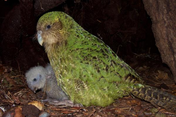 Vẹt Kakapo cực kỳ quý hiếm trở thành chú chim được phẫu thuật não đầu tiên trên thế giới Vẹt Kakapo cực kỳ quý hiếm trở thành chú chim được phẫu thuật não đầu tiên trên thế giới