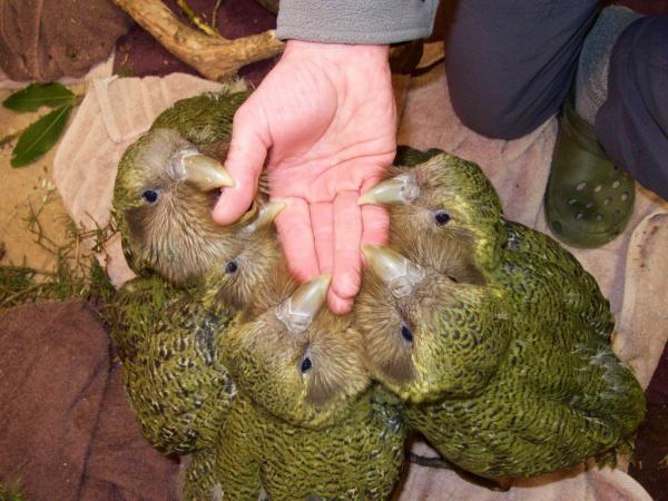 Vẹt Kakapo cực kỳ quý hiếm trở thành chú chim được phẫu thuật não đầu tiên trên thế giới Vẹt Kakapo cực kỳ quý hiếm trở thành chú chim được phẫu thuật não đầu tiên trên thế giới