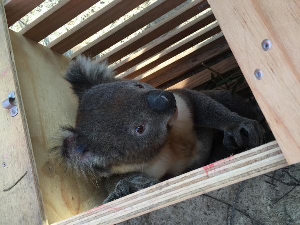 Gấu Koala chính thức bị tuyên bố đã 'tuyệt chủng về chức năng' khiến cả thế giới bàng hoàng Gấu Koala chính thức bị tuyên bố đã 'tuyệt chủng về chức năng' khiến cả thế giới bàng hoàng