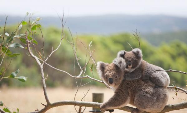 Gấu Koala chính thức bị tuyên bố đã 'tuyệt chủng về chức năng' khiến cả thế giới bàng hoàng Gấu Koala chính thức bị tuyên bố đã 'tuyệt chủng về chức năng' khiến cả thế giới bàng hoàng