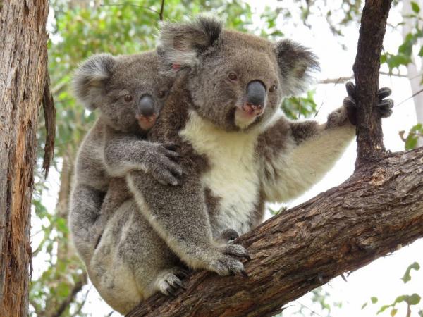 Gấu Koala chính thức bị tuyên bố đã 'tuyệt chủng về chức năng' khiến cả thế giới bàng hoàng Gấu Koala chính thức bị tuyên bố đã 'tuyệt chủng về chức năng' khiến cả thế giới bàng hoàng