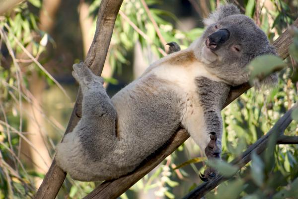 Gấu Koala chính thức bị tuyên bố đã 'tuyệt chủng về chức năng' khiến cả thế giới bàng hoàng Gấu Koala chính thức bị tuyên bố đã 'tuyệt chủng về chức năng' khiến cả thế giới bàng hoàng