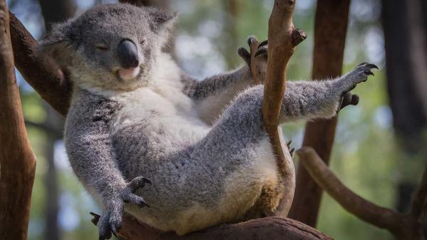Gấu Koala chính thức bị tuyên bố đã 'tuyệt chủng về chức năng' khiến cả thế giới bàng hoàng Gấu Koala chính thức bị tuyên bố đã 'tuyệt chủng về chức năng' khiến cả thế giới bàng hoàng