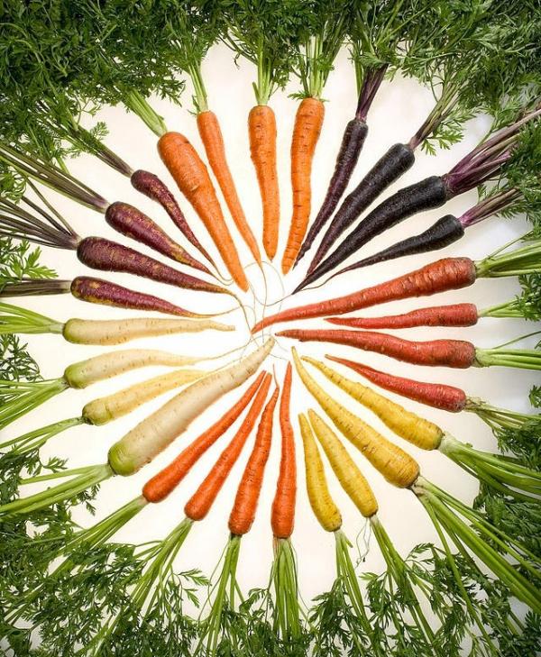 Bạn có biết các loại rau củ quả hiện giờ khác một trời một vực so với tổ tiên của chúng? Bạn có biết các loại rau củ quả hiện giờ khác một trời một vực so với tổ tiên của chúng?