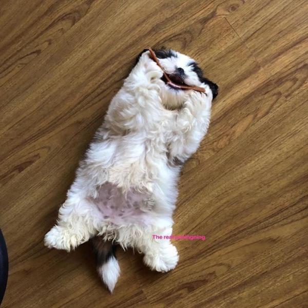 Chú chó con ‘đánh cắp trái tim’ cư dân mạng với dáng ngủ ‘sập nguồn’ siêu cấp đáng yêu Chú chó con ‘đánh cắp trái tim’ cư dân mạng với dáng ngủ ‘sập nguồn’ siêu cấp đáng yêu