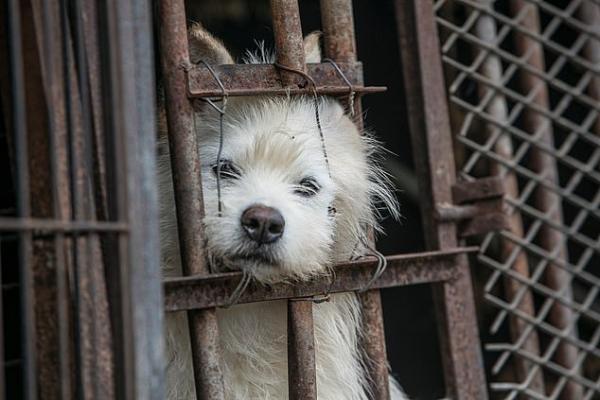 Tin vui trong ngày: Một trong những chợ thịt chó lớn nhất Hàn Quốc cuối cùng cũng đóng cửa Tin vui trong ngày: Một trong những chợ thịt chó lớn nhất Hàn Quốc cuối cùng cũng đóng cửa