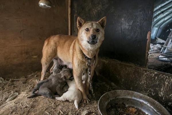 Tin vui trong ngày: Một trong những chợ thịt chó lớn nhất Hàn Quốc cuối cùng cũng đóng cửa Tin vui trong ngày: Một trong những chợ thịt chó lớn nhất Hàn Quốc cuối cùng cũng đóng cửa
