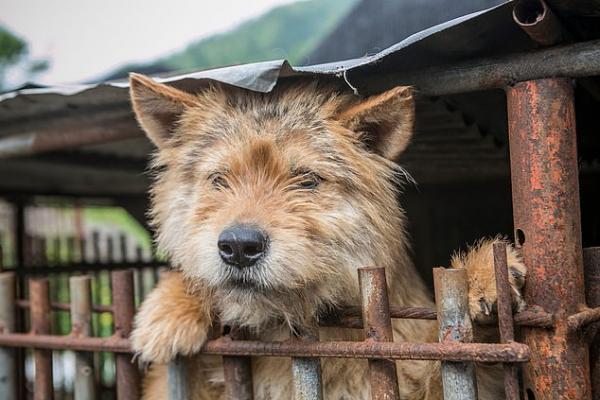 Tin vui trong ngày: Một trong những chợ thịt chó lớn nhất Hàn Quốc cuối cùng cũng đóng cửa Tin vui trong ngày: Một trong những chợ thịt chó lớn nhất Hàn Quốc cuối cùng cũng đóng cửa