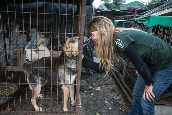 Tin vui trong ngày: Một trong những chợ thịt chó lớn nhất Hàn Quốc cuối cùng cũng đóng cửa Tin vui trong ngày: Một trong những chợ thịt chó lớn nhất Hàn Quốc cuối cùng cũng đóng cửa