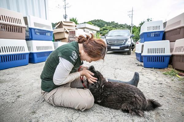 Tin vui trong ngày: Một trong những chợ thịt chó lớn nhất Hàn Quốc cuối cùng cũng đóng cửa Tin vui trong ngày: Một trong những chợ thịt chó lớn nhất Hàn Quốc cuối cùng cũng đóng cửa