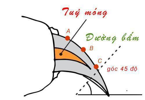 Cắt móng cho mèo có thể gây tổn thương vĩnh viễn và ảnh hưởng đến tính mạng của 'boss' Cắt móng cho mèo có thể gây tổn thương vĩnh viễn và ảnh hưởng đến tính mạng của 'boss'