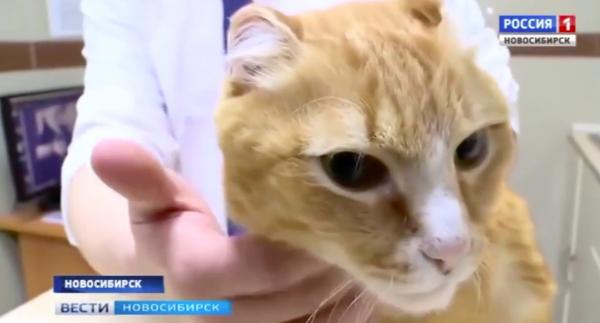 Chú mèo đầu tiên trên thế giới có 4 chân đặc biệt làm bằng titan Chú mèo đầu tiên trên thế giới có 4 chân đặc biệt làm bằng titan