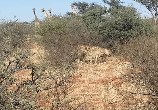 cheetah sex 2