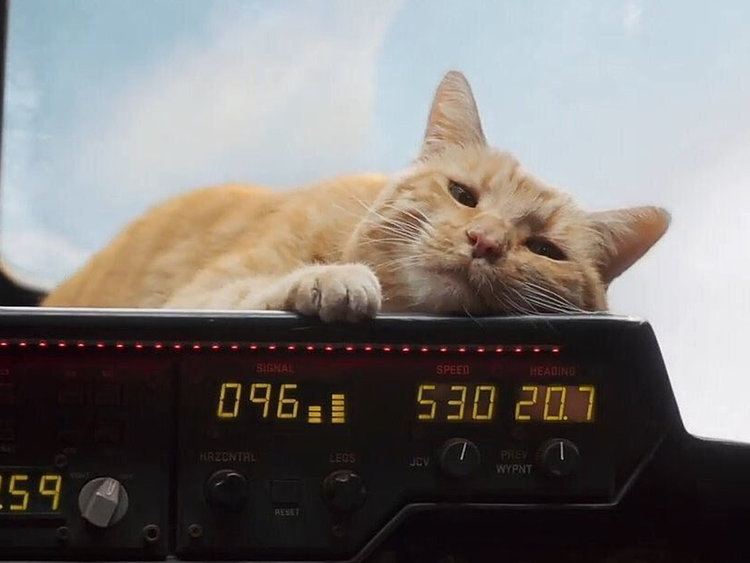 Tất tần tật về Goose - chú mèo chiếm hết spotlight nhân vật chính trong 'Captain Marvel' Tất tần tật về Goose - chú mèo chiếm hết spotlight nhân vật chính trong 'Captain Marvel'