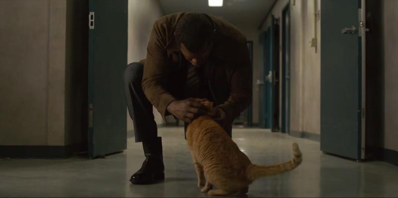 Tất tần tật về Goose - chú mèo chiếm hết spotlight nhân vật chính trong 'Captain Marvel' Tất tần tật về Goose - chú mèo chiếm hết spotlight nhân vật chính trong 'Captain Marvel'