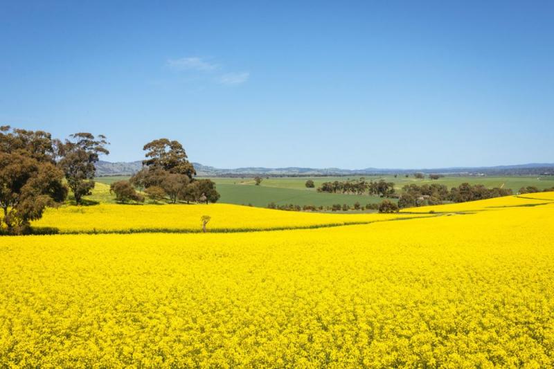 Ảnh: trappy76/Shutterstock.