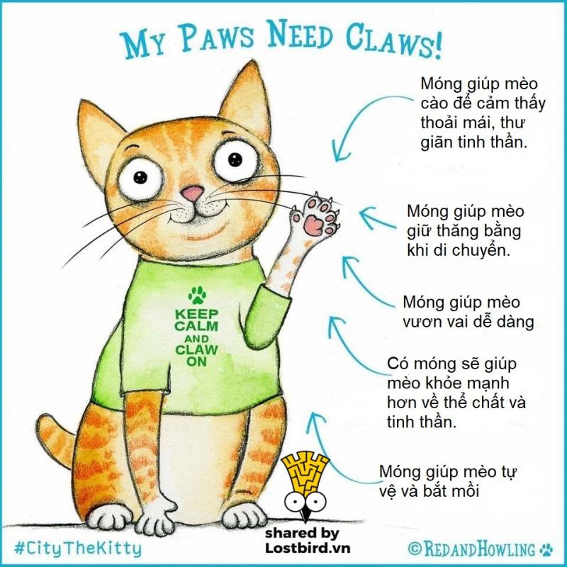 Cắt móng cho mèo có thể gây tổn thương vĩnh viễn và ảnh hưởng đến tính mạng của 'boss' Cắt móng cho mèo có thể gây tổn thương vĩnh viễn và ảnh hưởng đến tính mạng của 'boss'